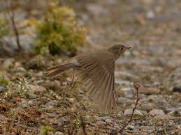 Image result for Catharus minimus