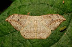 Attēlu rezultāti vaicājumam “Drepanidae”