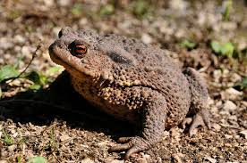 Attēlu rezultāti vaicājumam “Bufo bufo”