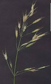 Attēlu rezultāti vaicājumam “Bromus secalinus”