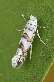 Attēlu rezultāti vaicājumam “Phyllonorycter platanoidella”