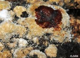 Attēlu rezultāti vaicājumam “Hypocrea pulvinata”