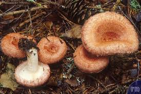 Attēlu rezultāti vaicājumam “Lactarius torminosus”