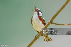 Image result for Dendroica pensylvanica