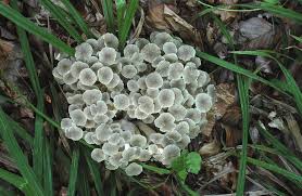 Attēlu rezultāti vaicājumam “Polyporus umbellatus”