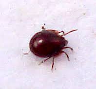 Attēlu rezultāti vaicājumam “Panonychus”