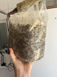 Attēlu rezultāti vaicājumam “Stemonitis marjana macro”