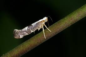 Attēlu rezultāti vaicājumam “Argyresthia spinosella”