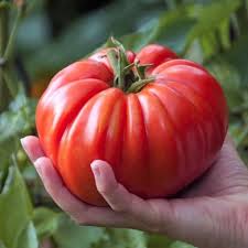 Afbeeldingsresultaat voor millionaire tomato