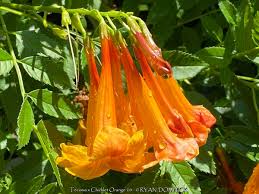 Attēlu rezultāti vaicājumam “Festuca altissima flower”