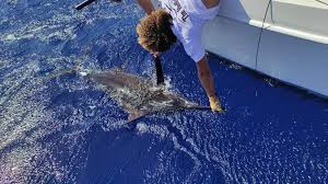 Image result for Makaira nigricans