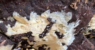 Attēlu rezultāti vaicājumam “Anomoporia bombycina”