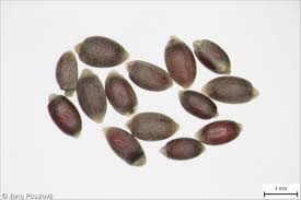 Attēlu rezultāti vaicājumam “Luzula luzuloides fruit”