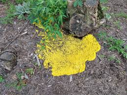 Attēlu rezultāti vaicājumam “Fuligo candida spores”