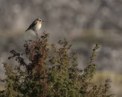 Attēlu rezultāti vaicājumam “Saxicola rubetra adult”