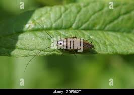 Attēlu rezultāti vaicājumam “Ectobius sylvestris male”