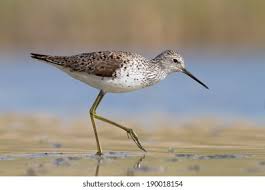 Attēlu rezultāti vaicājumam “Tringa stagnatilis adult”