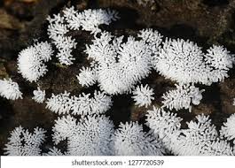 Attēlu rezultāti vaicājumam “Ceratiomyxaceae”