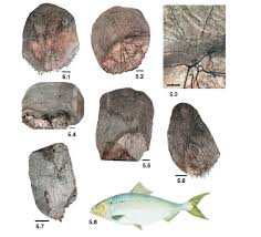 Image result for Alosa sapidissima