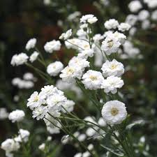 Attēlu rezultāti vaicājumam “Achillea ptarmica flower”