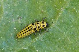 Attēlu rezultāti vaicājumam “Psyllobora vigintiduopunctata larva”