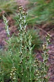 Attēlu rezultāti vaicājumam “Gnaphalium sylvaticum flower”