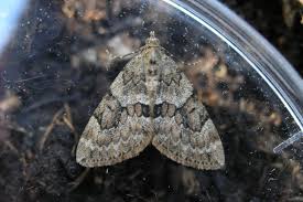 Attēlu rezultāti vaicājumam “Thera variata”