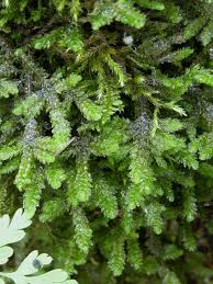 Attēlu rezultāti vaicājumam “Neckera crispa”