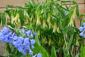 Attēlu rezultāti vaicājumam “Uvularia grandiflora”