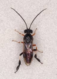 Attēlu rezultāti vaicājumam “Nematus salicis”