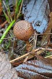 Attēlu rezultāti vaicājumam “Physarum bryomacrocarpum”