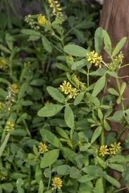 Attēlu rezultāti vaicājumam “Medicago sativa subsp. sativa”