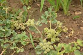 Attēlu rezultāti vaicājumam “Menispermum dauricum fruit”