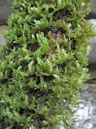 Attēlu rezultāti vaicājumam “Neckera crispa”