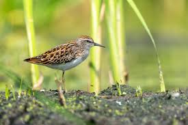 Image result for Calidris subminuta