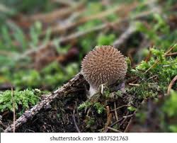 Attēlu rezultāti vaicājumam “Lycoperdon echinatum”