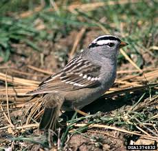 Image result for Zonotrichia leucophrys