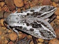 Attēlu rezultāti vaicājumam “Hepialidae”