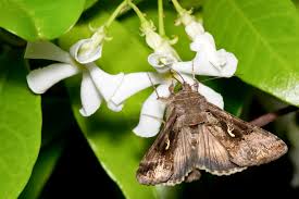 Attēlu rezultāti vaicājumam “Autographa gamma”