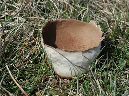 Attēlu rezultāti vaicājumam “Calvatia utriformis”