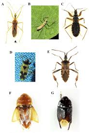Attēlu rezultāti vaicājumam “Heteroptera”