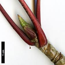 Attēlu rezultāti vaicājumam “Sorbus aucuparia bud”