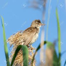 Attēlu rezultāti vaicājumam “Acrocephalus arundinaceus”