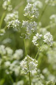 Attēlu rezultāti vaicājumam “Galium album flower”