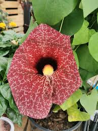 Attēlu rezultāti vaicājumam “Aristolochia durior flower”