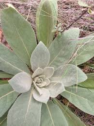 Attēlu rezultāti vaicājumam “Verbascum thapsus leaf”