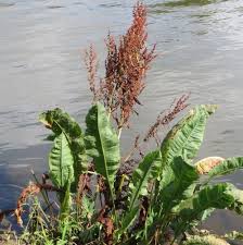 Attēlu rezultāti vaicājumam “Rumex aquaticus fruit”