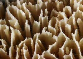 Attēlu rezultāti vaicājumam “Schizopora paradoxa”