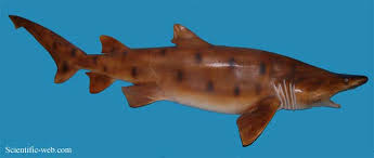 Image result for Carcharias taurus