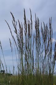 Attēlu rezultāti vaicājumam “Festuca rubra subsp. rubra fruit”